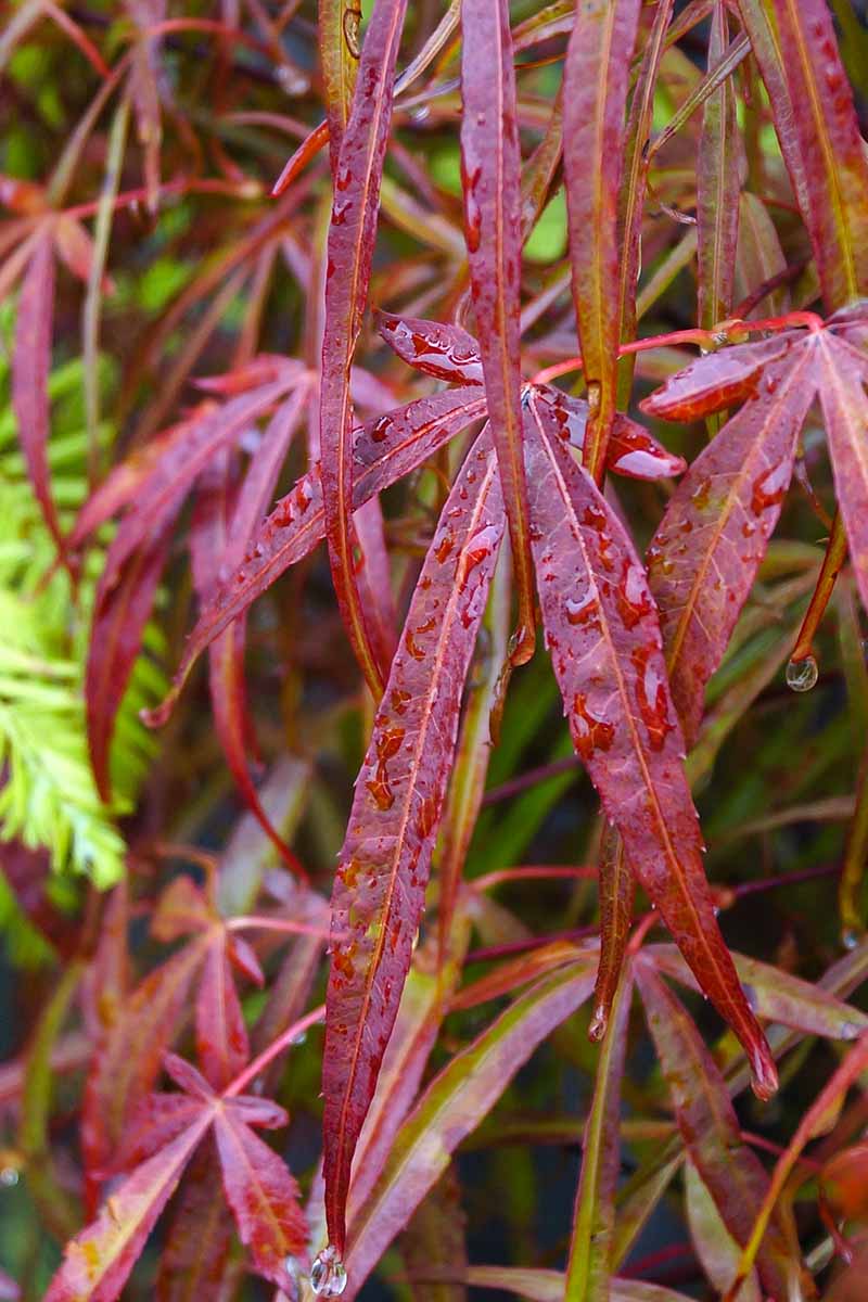 A close up vertical image of the deep red foliage of Acer palmatum 'Scolopendrifolium' growing in the garden.