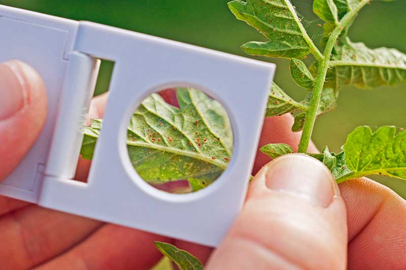 A close up horizontal image of two hands holding a magnifying glass and examining the leaves of a tomato plant for pests.