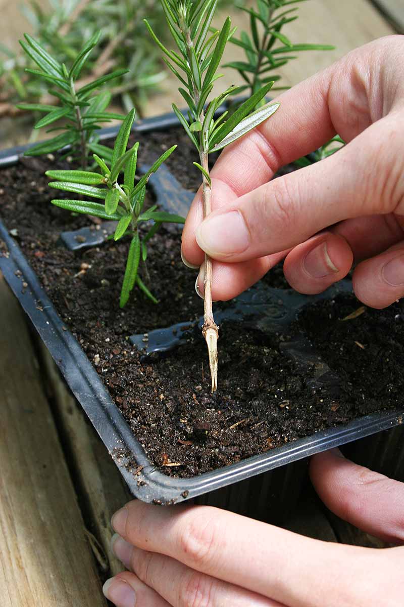 A close up vertical image of a gardener setting a stem cutting into a small pot filled with moist soil.