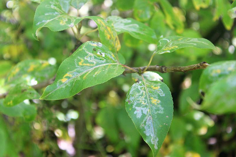 A close up horizontal image of an ornamental shrub with leaf miner damage to the foliage pictured on a soft focus background.