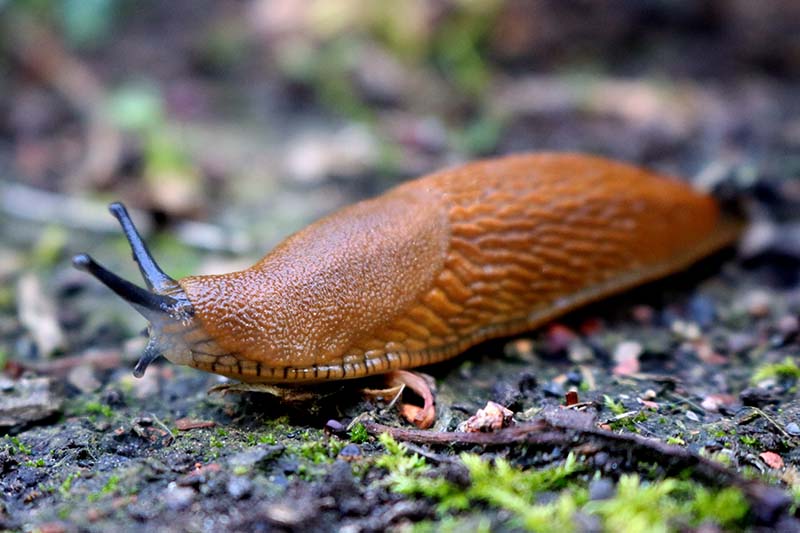 A close up horizontal image of a slug moving around the garden looking for food.
