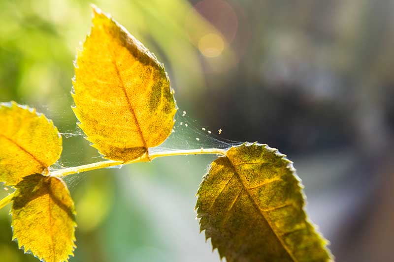 A close up horizontal image of spider mite webs on the foliage of a plant pictured in light sunshine on a soft focus background.