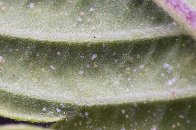 A close up horizontal image of spider mite eggs on the underside of a leaf.