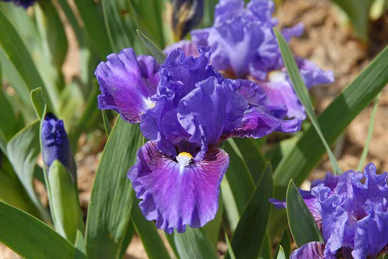 A close up horizontal image of purple Standard Dwarf Bearded iris flowers growing in the garden pictured in bright sunshine.