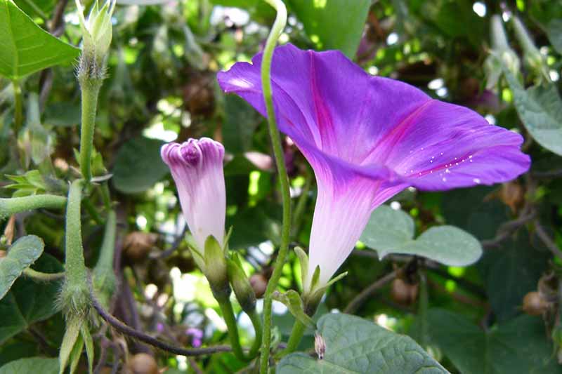 A close up horizontal image of a bright purple Ipomoea purpurea flower growing in the garden.