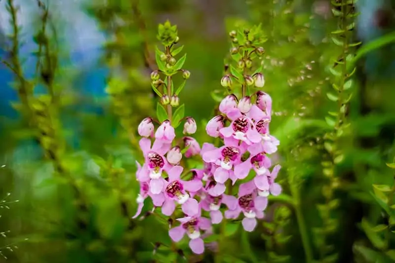 A close up horizontal image of the delicate pink flowers of Angelonia angustifolia growing in the garden.