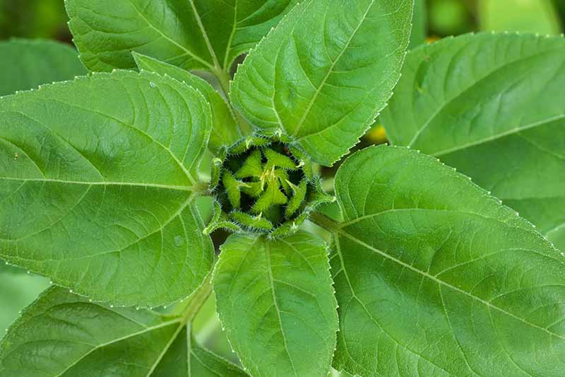 A close up horizontal image of a sunflower bud that has not yet opened up, surrounded by green foliage.
