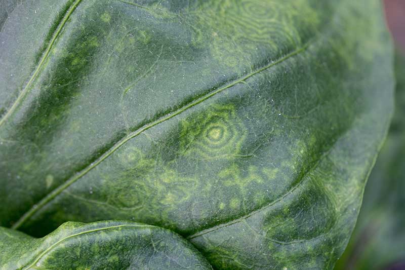 A close up horizontal image of a pepper plant leaf showing symptoms of tomato spotted wilt virus.
