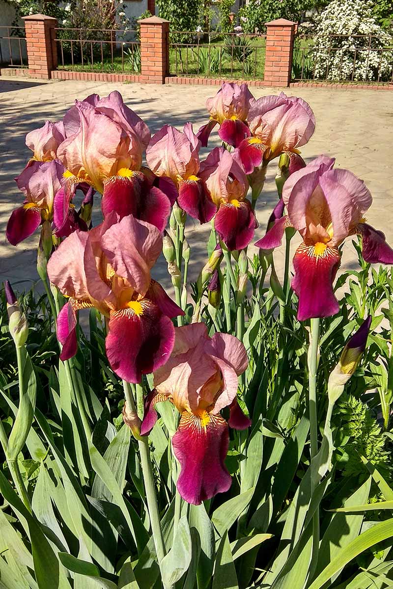 A close up vertical image of a group of dramatic red and yellow bicolored Tall Bearded irises growing in a garden border next to a paved driveway.