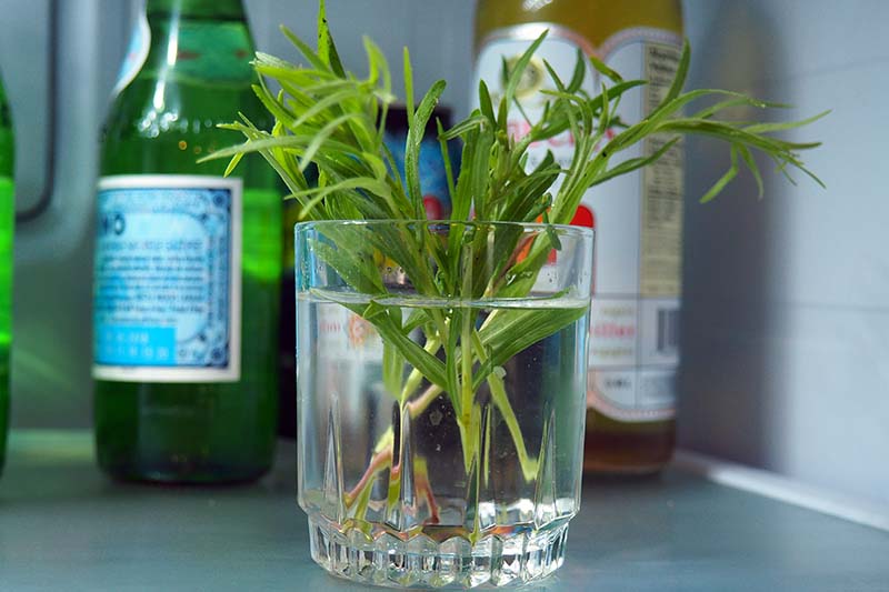A close up horizontal image of a glass filled with water containing tarragon cuttings for rooting.