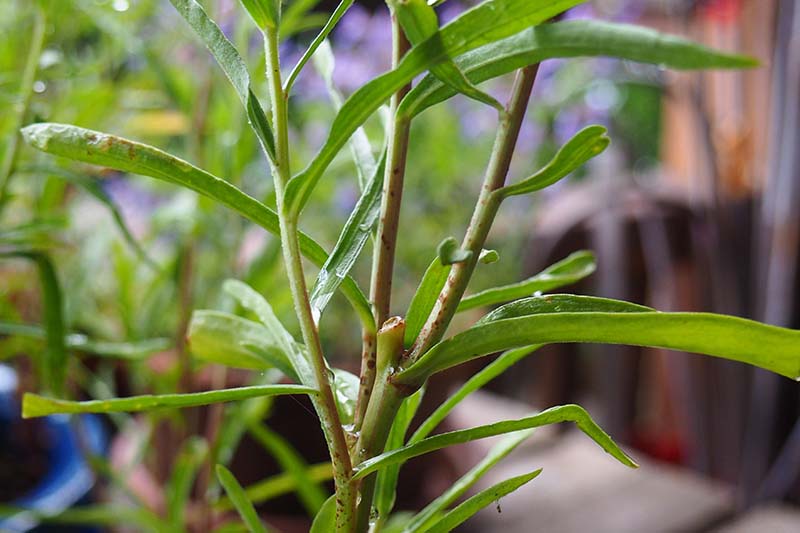 A close up horizontal image of the branching stems of a French tarragon plant growing in a container.