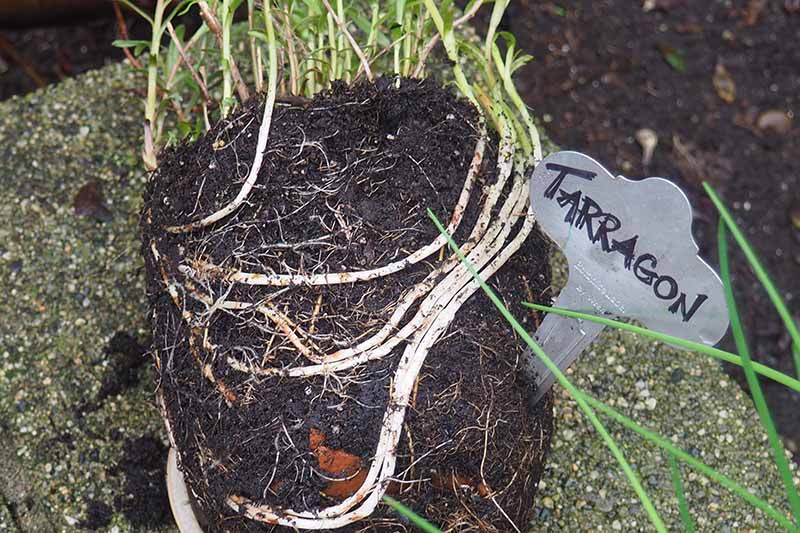 A close up horizontal image of a tarragon plant that has become root bound.