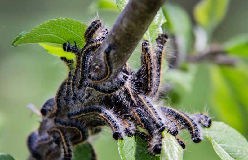 A close up horizontal image of tent caterpillars on an apple tree pictured on a soft focus background.