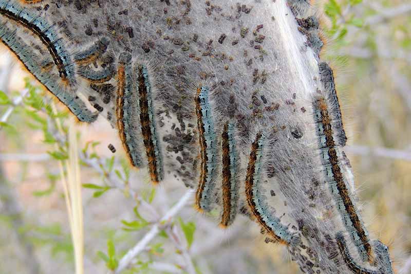 A close up horizontal image of tent caterpillars in a nest on the branch of a tree pictured on a soft focus background.