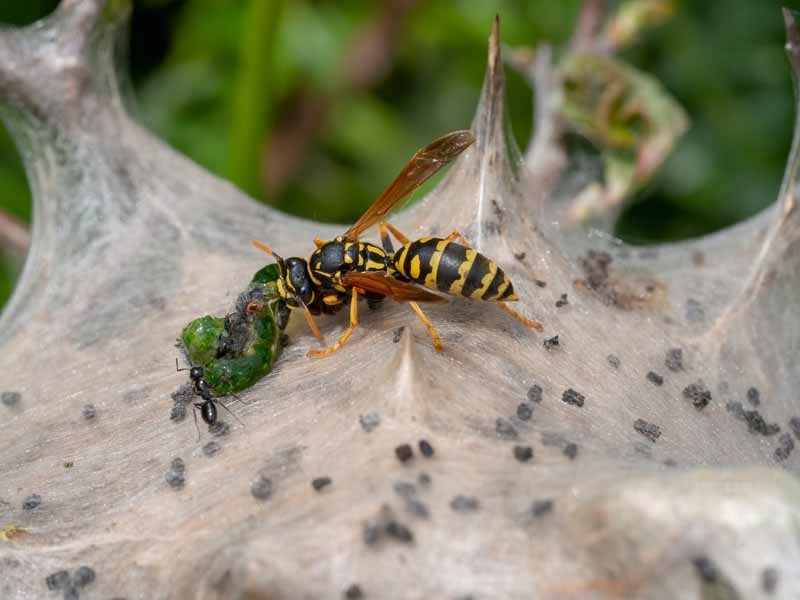 A close up horizontal image of a paper wasp feeding on tent caterpillars.