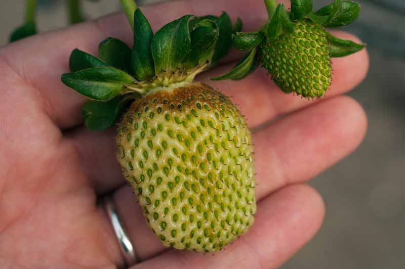 A close up horizontal image of a hand holding two unripe strawberries that have suffered damage from thrips.