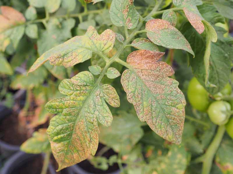 A close up horizontal image of a tomato plant with extensive pest damage on the foliage.