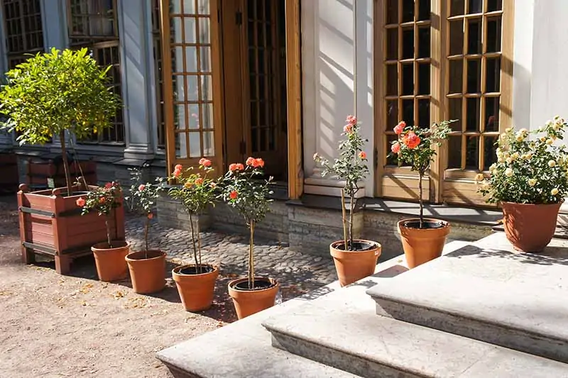 A horizontal image of a patio with terra cotta pots growing tree roses outside a residence.