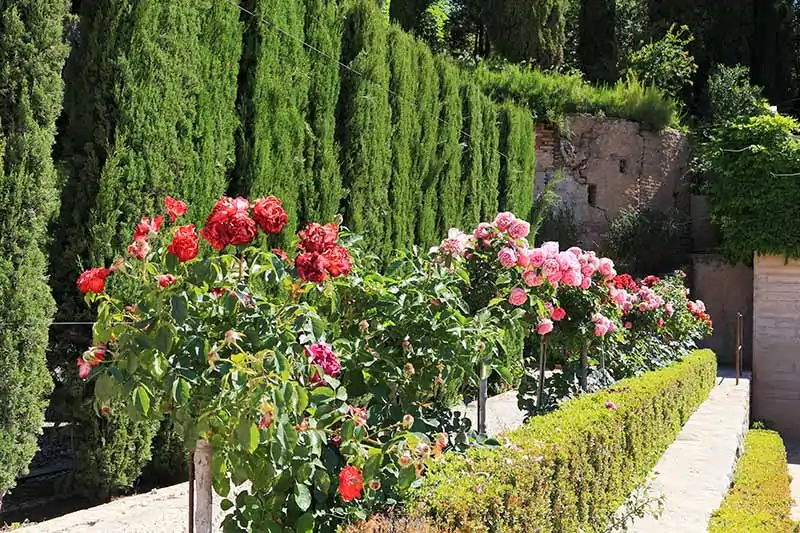 A horizontal image of a formal garden in Spain planted with box hedging and tree roses.