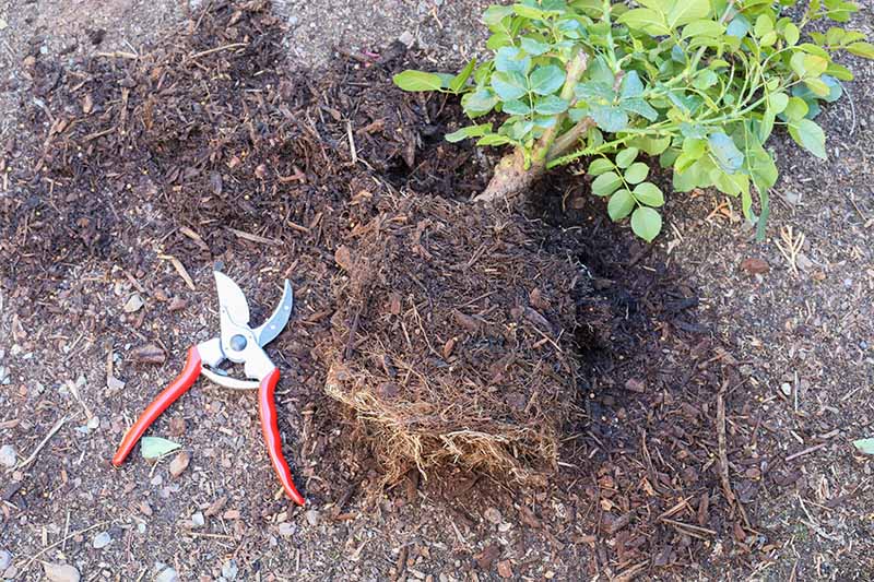 A close up horizontal image of a potted rose shrub set on the ground next to a pair of pruners.