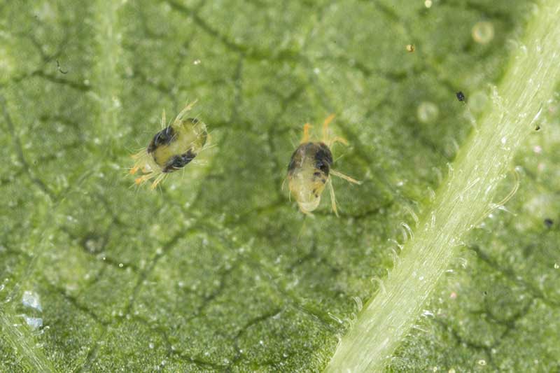 A close up horizontal image of two-spotted spider mites on the underside of a leaf.