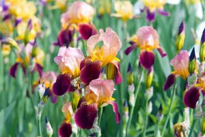 Types of Irises: A Guide to Iris Classification and Flowering Sequence