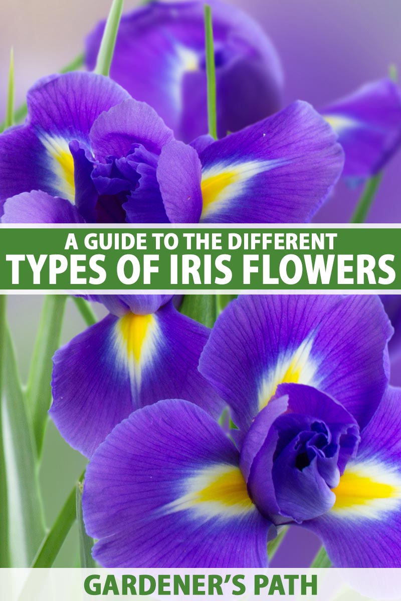 What Are the Different Types of Iris Flowers   Gardener's Path