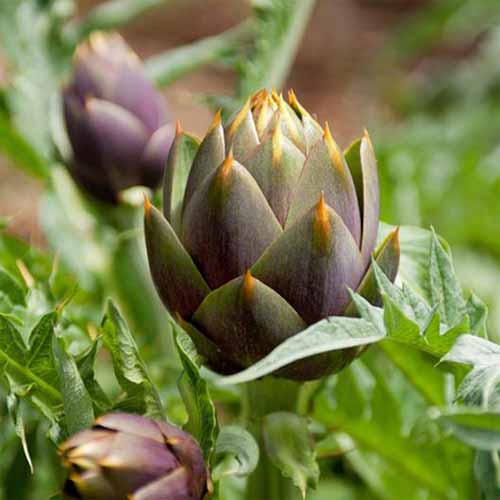 A close up square image of 'Violet' artichokes growing in the garden pictured on a soft focus background.