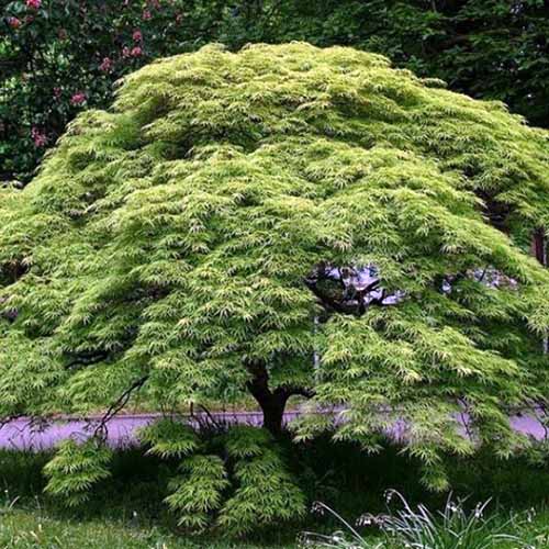 A close up square image of a rounded Japanese maple 'Viridis' tree growing in the garden next to a road.