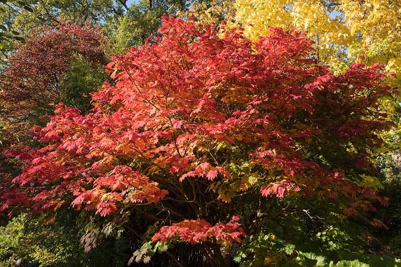 A close up horizontal image of a large Acer japonicum 'Vitifolium' tree growing in the garden pictured in bright sunshine.