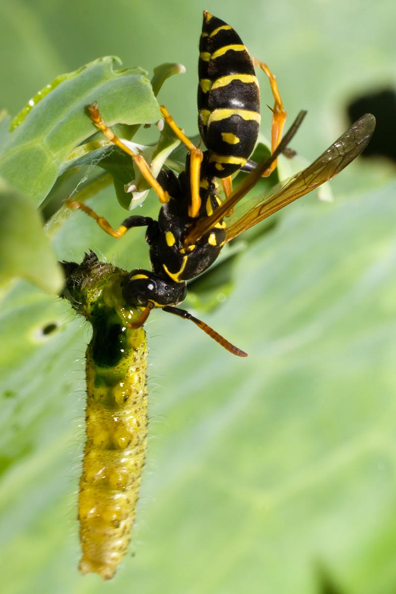 A close up vertical image of a wasp feeding on a caterpillar pictured on a green soft focus background.