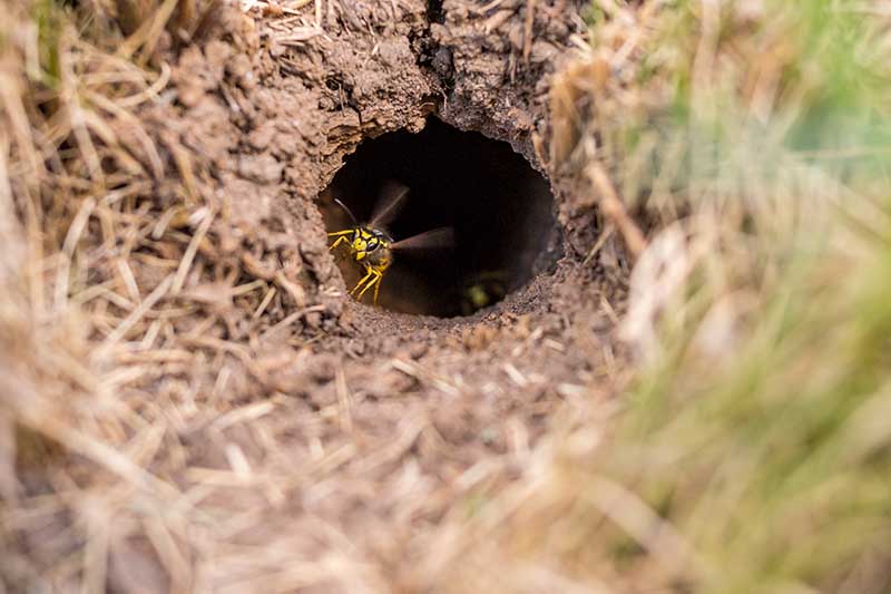 A close up horizontal image of a ground nest used by wasps.