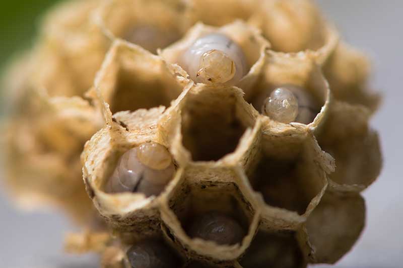 A close up horizontal image of wasp larvae pupating in a nest pictured on a soft focus background.