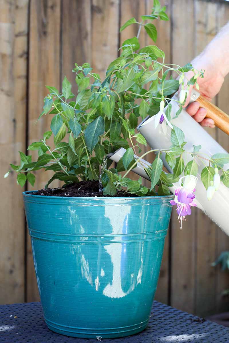 A close up horizontal image of a hand from the right of the frame using a jug to water a plant growing in a blue container.
