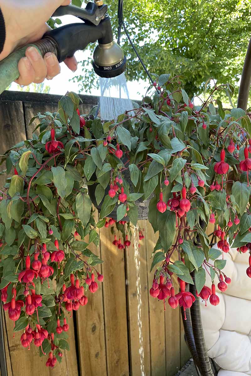 A close up vertical image of a hand from the left of the fra,e watering a fuchsia plant growing in a hanging basket against a wooden fence.