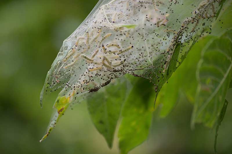 A close up horizontal image of a webworm nest on foliage pictured on a soft focus background.