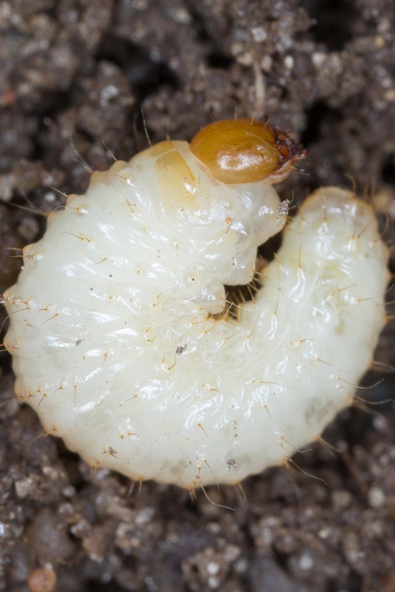 A close up vertical image of the C-shaped larvae of a black weevil, pictured on the surface of the soil.