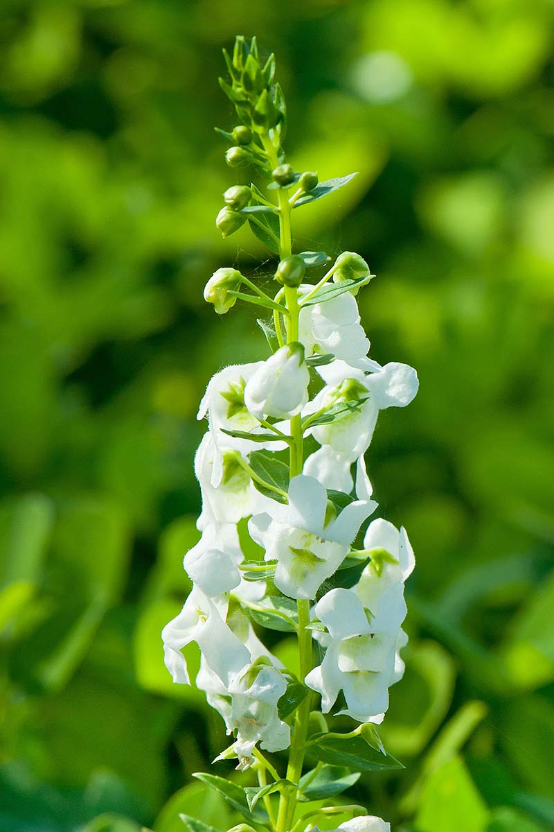 A close up vertical image of white summer snapdragon flowers pictured on a soft focus green background.