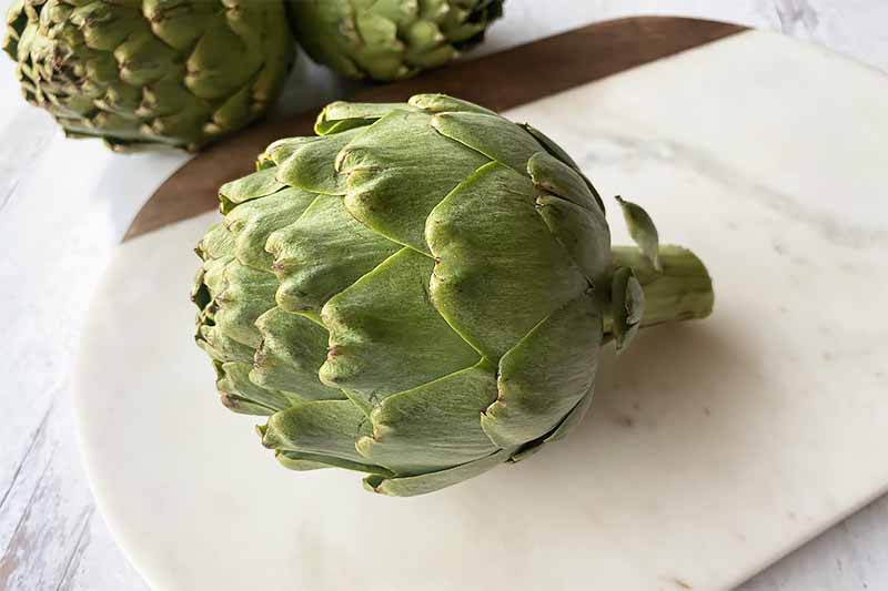 A close up horizontal image of a freshly harvested artichoke set on a marble surface.