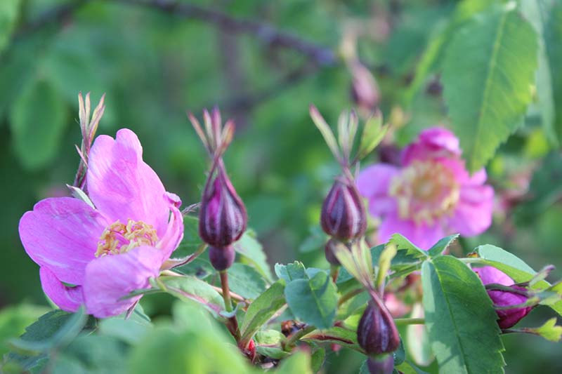 A close up horizontal image of light pink wild rose flowers and buds growing in the garden pictured in light sunshine on a soft focus background.