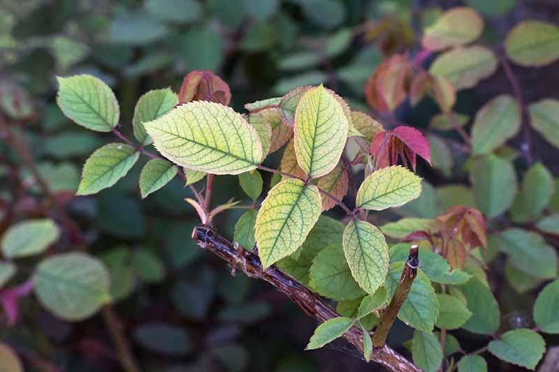 A close up horizontal image of the foliage of a rose shrub that is turning yellow (chlorotic) due to a nutrient deficiency.