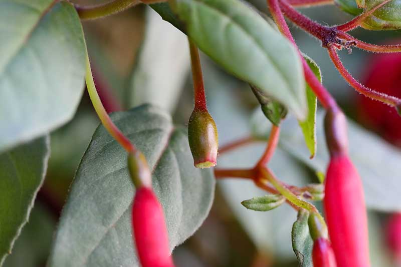 A close up horizontal image of a small under ripe fuchsia berry growing on the plant.