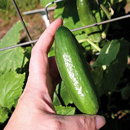 What Causes Holes In Homegrown Cucumbers Gardeners Path 3448