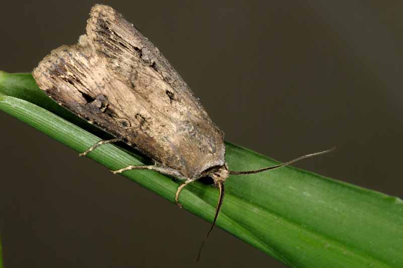 A close up horizontal image of an adult Agrotis ipsilon moth pictured on a dark background.