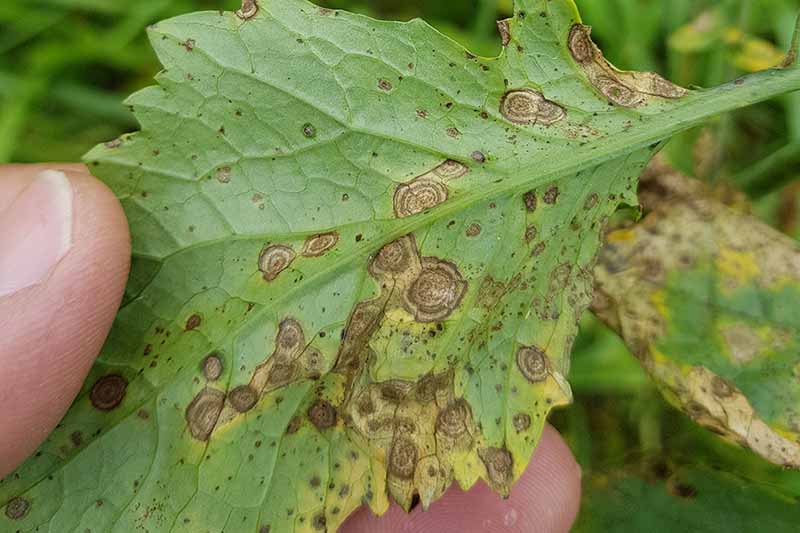 A close up horizontal image of a hand from the left of the frame holding a leaf suffering from alternaria leaf spot.