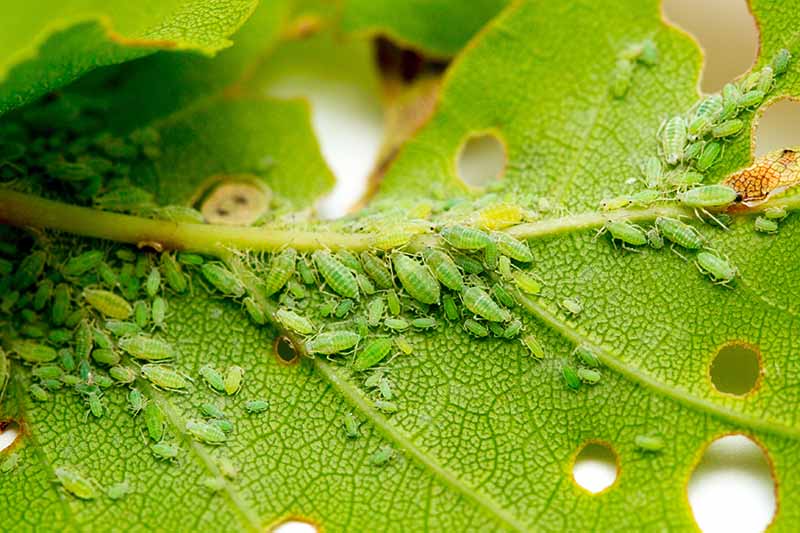 A close up horizontal image of aphids infesting a green leaf.