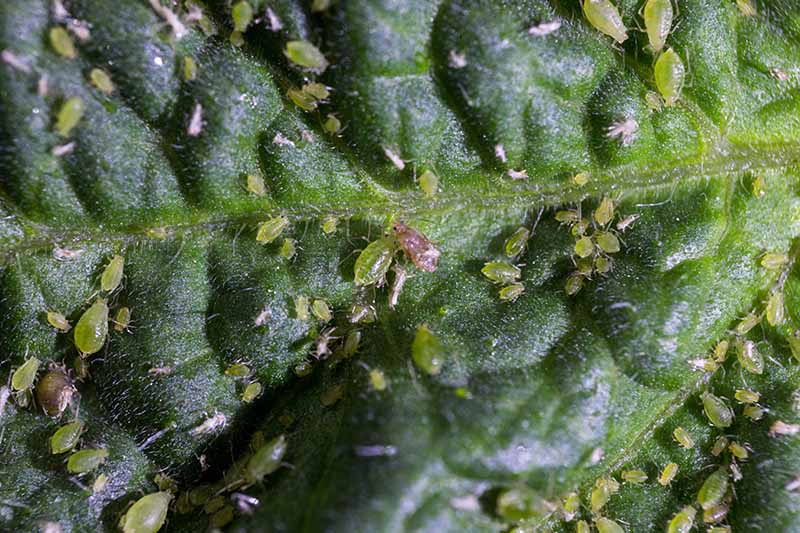 A close up horizontal image of an infestation of aphids on a tomato plant. These pests are pretty disgusting actually.