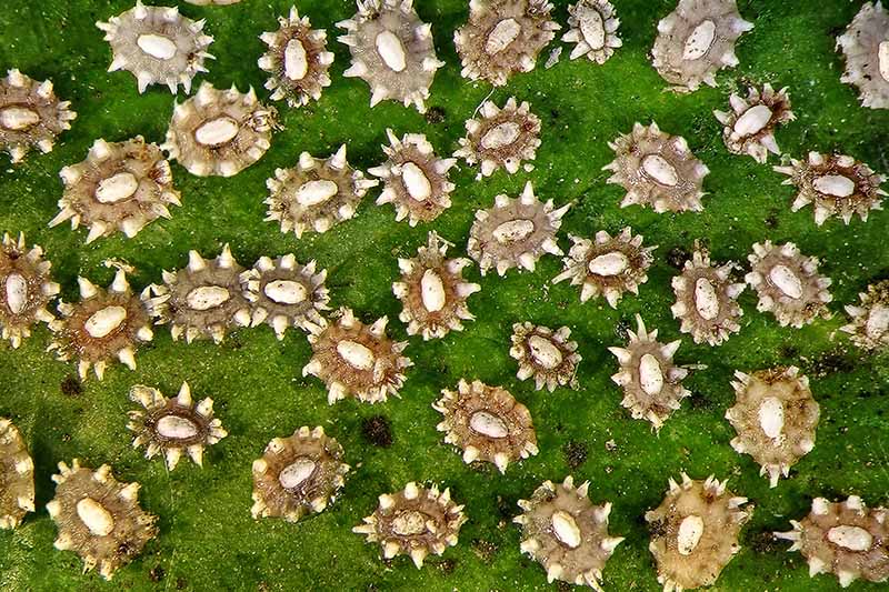 A close up horizontal image of scale insects that look like aliens on the surface of a leaf.