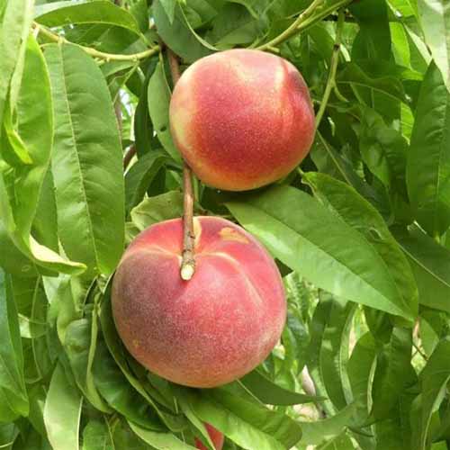 A close up square image of ripe 'Babcok' peaches growing on the tree.