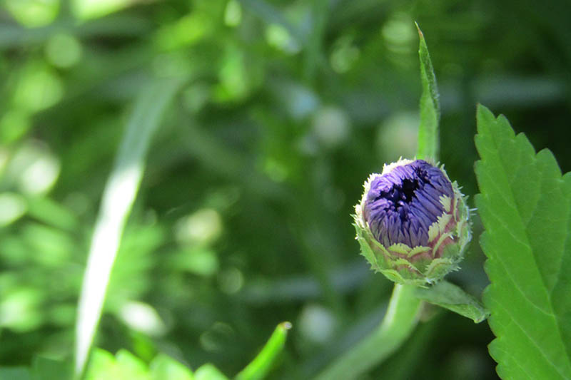 A close up horizontal image of a cornflower bud that is just about to open up, pictured on a soft focus background.